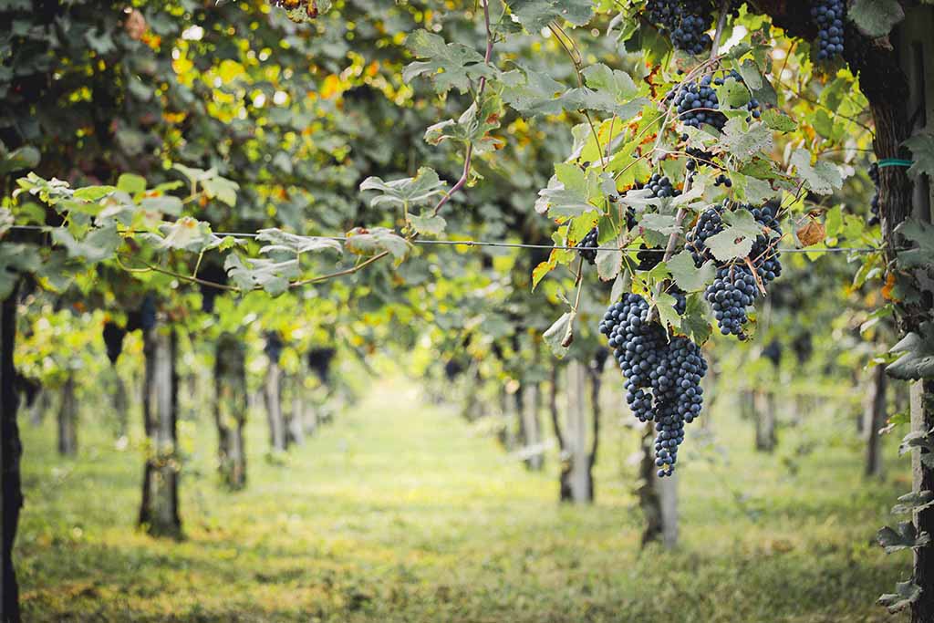 vigneti al monte di livio colceresa